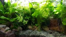 Aquarium mein kleines Asien Becken