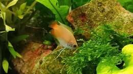 Aquarium mein kleines Asien Becken