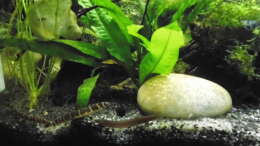 Aquarium mein kleines Asien Becken