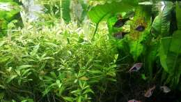 Aquarium mein kleines Asien Becken