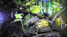 Besatz im Aquarium mein kleines Asien Becken