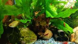 Aquarium mein kleines Asien Becken