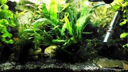 Aquarium mein kleines Asien Becken
