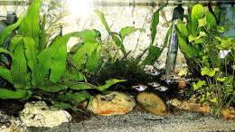 Aquarium mein kleines Asien Becken