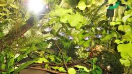 Besatz im Aquarium mein kleines Asien Becken