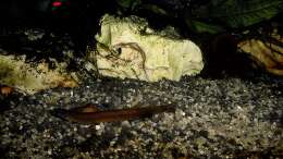 Dekoration im Aquarium mein kleines Asien Becken