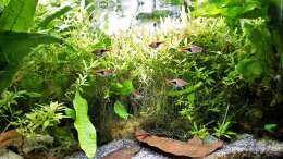 Aquarium mein kleines Asien Becken