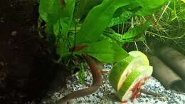 Aquarium mein kleines Asien Becken