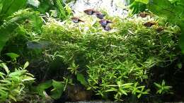 Aquarium mein kleines Asien Becken