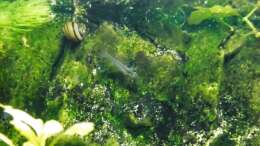 Besatz im Aquarium mein kleines Asien Becken