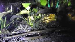 Besatz im Aquarium mein kleines Asien Becken