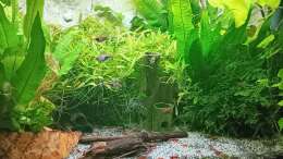 Aquarium mein kleines Asien Becken