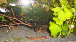 Besatz im Aquarium mein kleines Asien Becken