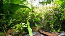 Aquarium mein kleines Asien Becken