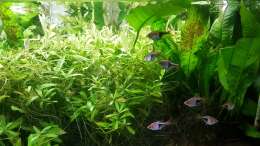 Aquarium mein kleines Asien Becken