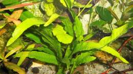 Pflanzen im Aquarium mein kleines Asien Becken