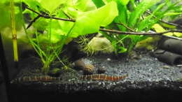 Besatz im Aquarium mein kleines Asien Becken