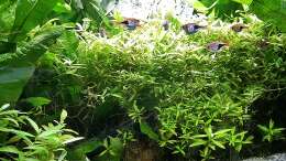 Aquarium mein kleines Asien Becken