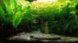 Aquarium mein kleines Asien Becken