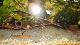 Besatz im Aquarium mein kleines Asien Becken