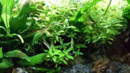 Aquarium mein kleines Asien Becken
