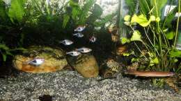 Aquarium mein kleines Asien Becken