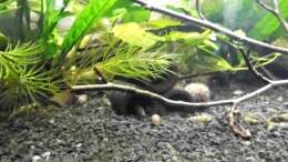 Besatz im Aquarium mein kleines Asien Becken
