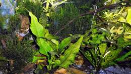Pflanzen im Aquarium mein kleines Asien Becken
