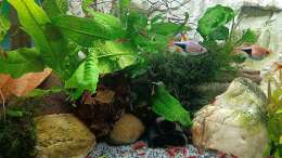 Aquarium mein kleines Asien Becken