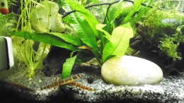 Besatz im Aquarium mein kleines Asien Becken