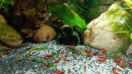 Aquarium mein kleines Asien Becken