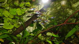 Besatz im Aquarium mein kleines Asien Becken