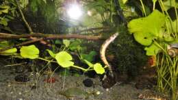 Besatz im Aquarium mein kleines Asien Becken