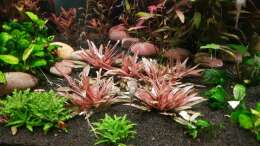 Cryptocoryne Flamingo