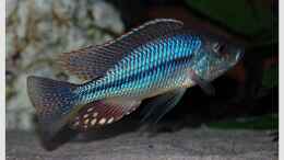 Foto mit Dimidiochromis strigatus Bock (nicht mehr im Becken)