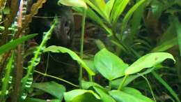 Blühende Anubia