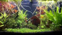 Aquarium Aufgelöst - Asiatisch-amerikanische Vereinigung