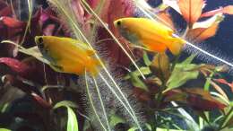 Besatz im Aquarium Aufgelöst - Asiatisch-amerikanische Vereinigung