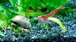 Besatz im Aquarium Aufgelöst - Asiatisch-amerikanische Vereinigung