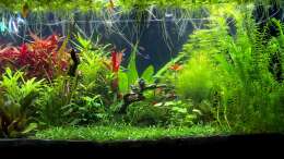 Aquarium Aufgelöst - Asiatisch-amerikanische Vereinigung