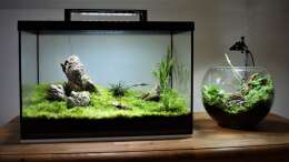 Aquarium Iwagumi Style