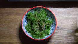 Sphagnum Moos