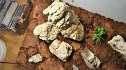 Seiryu Stones mit Weisstorfplatten