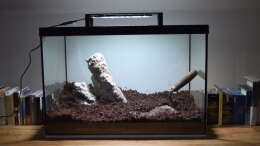 Aquarium Iwagumi Style