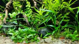 Aquarium The Meadow -aufgelöst-