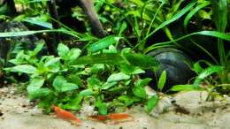 Besatz im Aquarium The Meadow -aufgelöst-