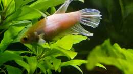 Besatz im Aquarium The Meadow -aufgelöst-