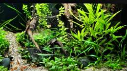 Aquarium The Meadow -aufgelöst-