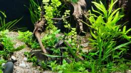 Aquarium The Meadow -aufgelöst-