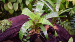 Vriesea hieroglyphica